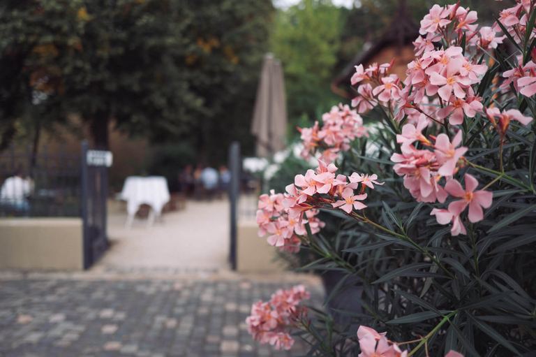 Blühender Oleander am Eingang zum Garten Puricelli